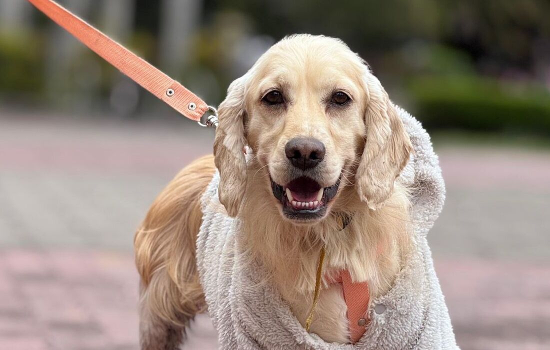  IDPYBA aclara que no hay brote de moquillo canino en Bogotá y llama a no bajar la guardia en prevención