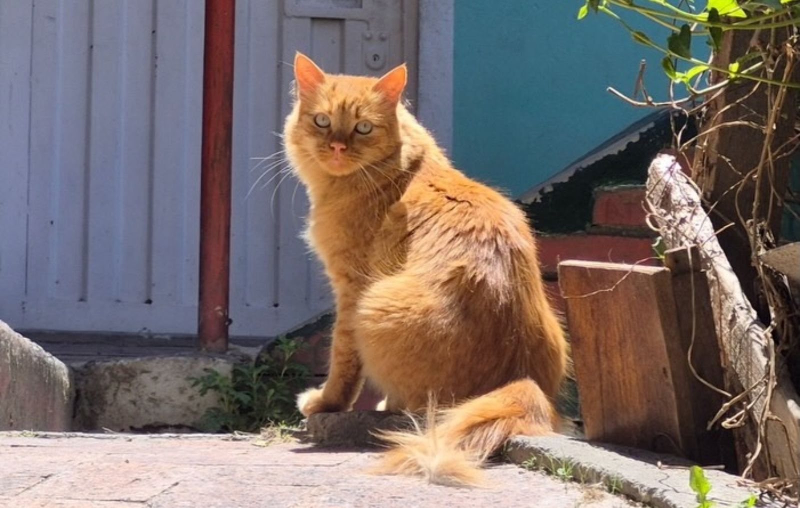Perro mirando a la cámara