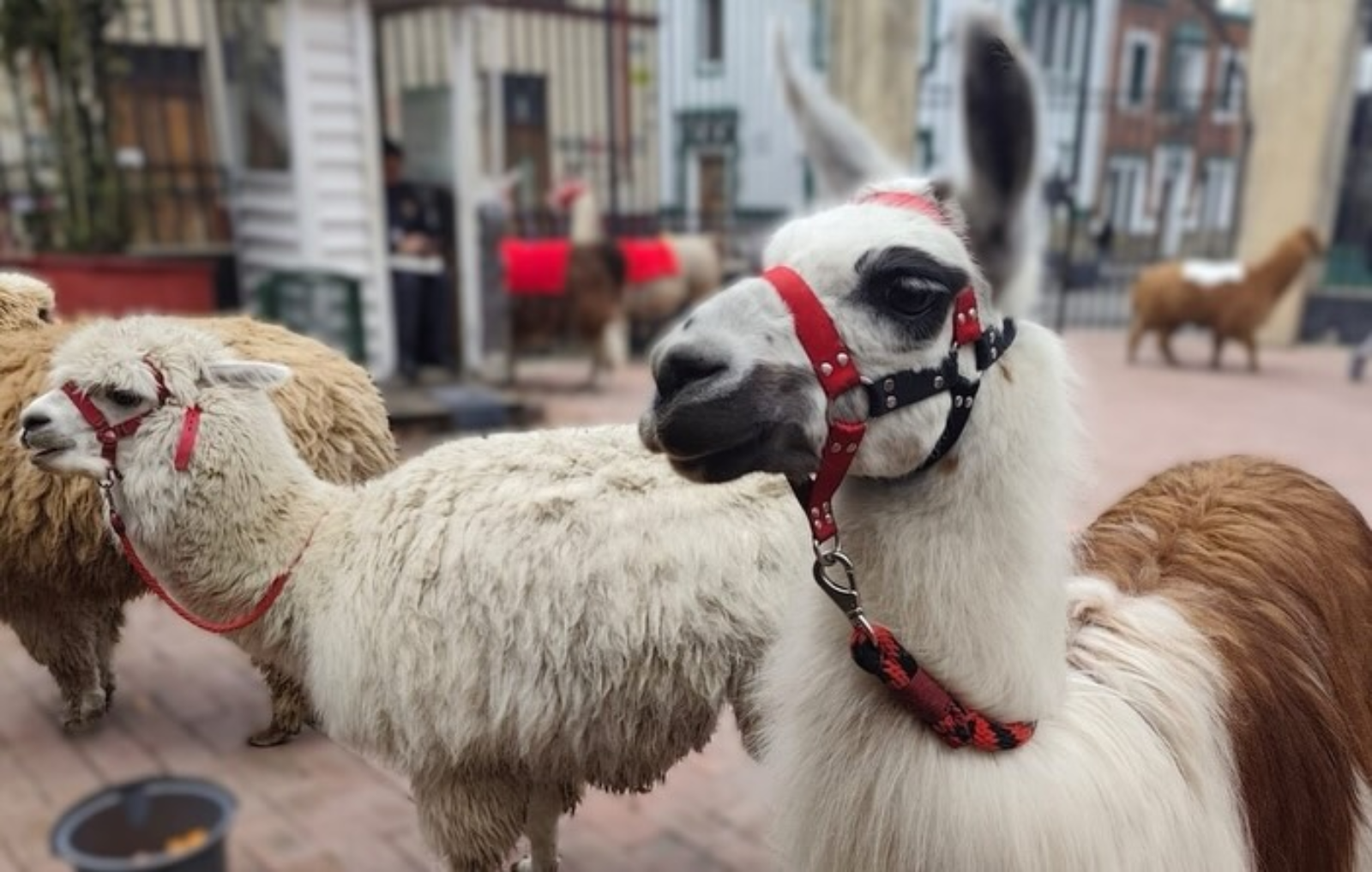 Perro mirando a la cámara