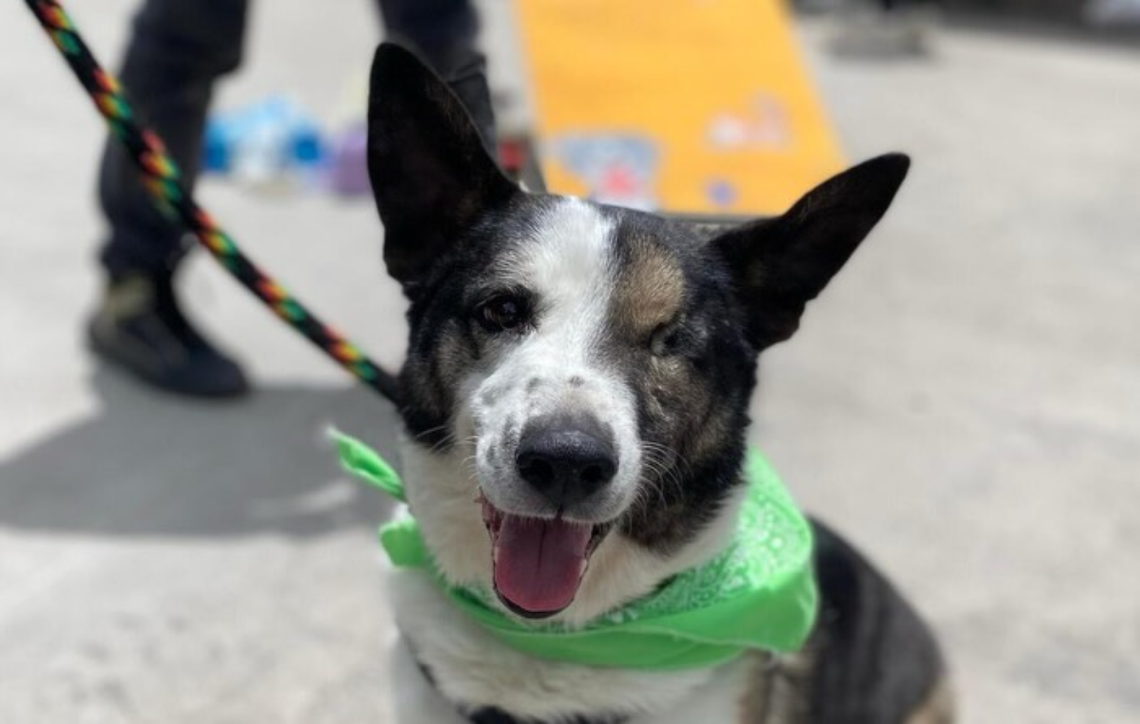 Perro mirando a la cámara