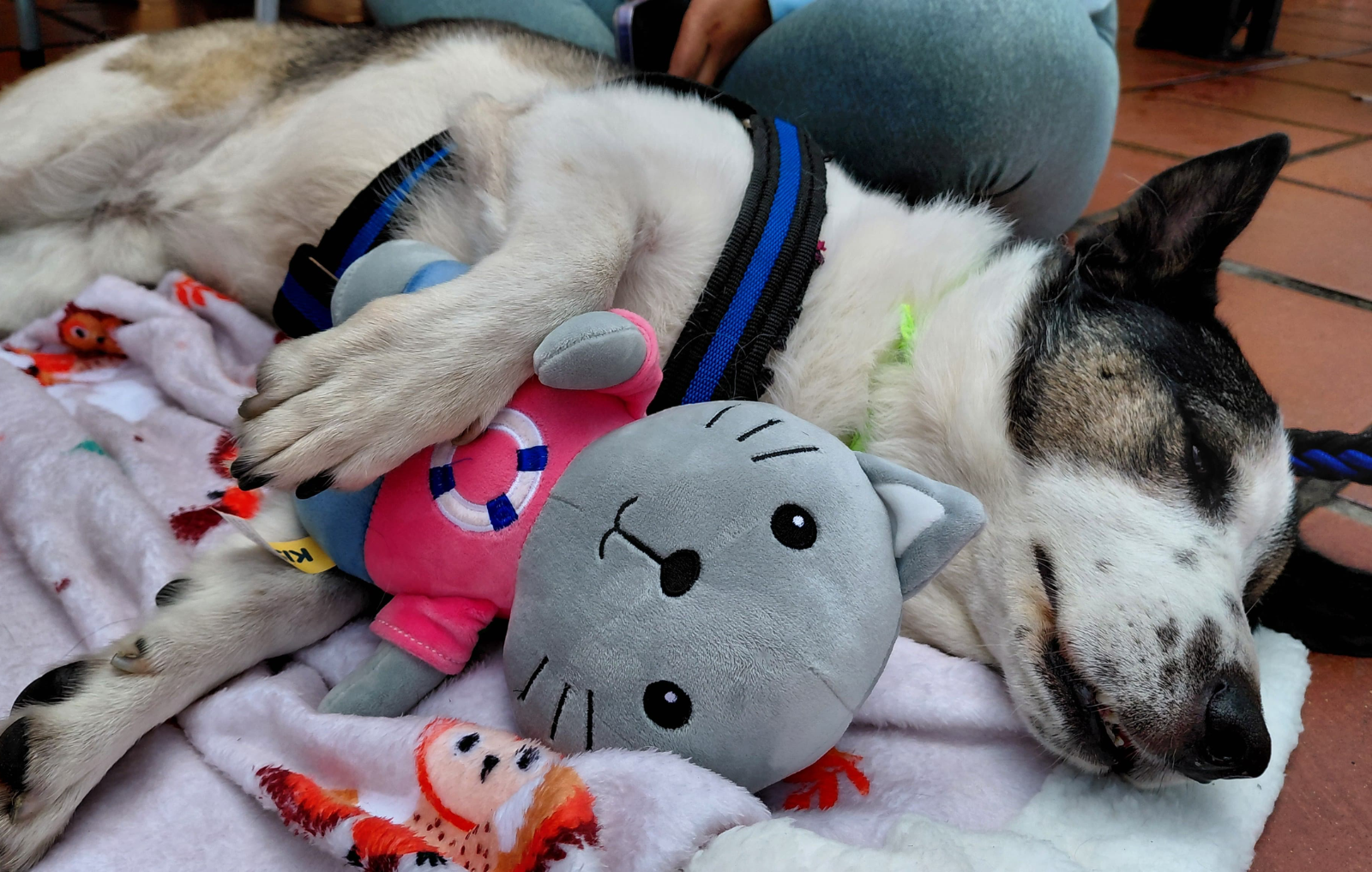 Familia feliz en jornada de adopciones