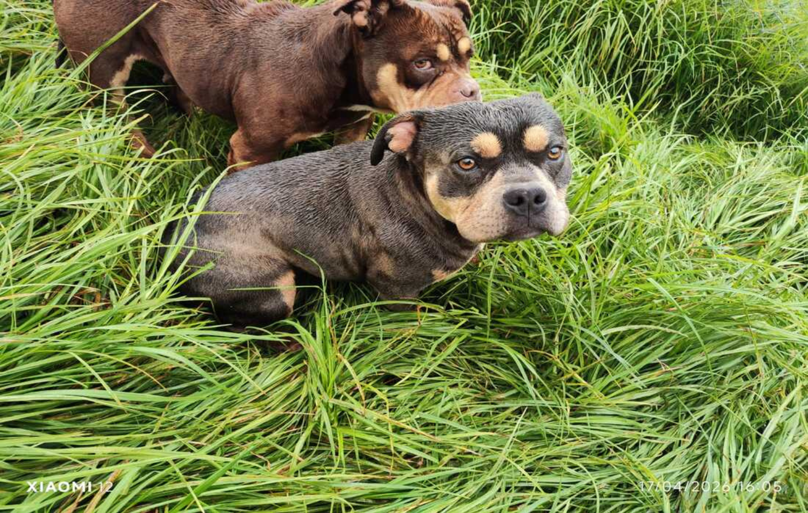 Fotos de perritos en el lugar donde fueron encontrados, entre el barro y en mal estado