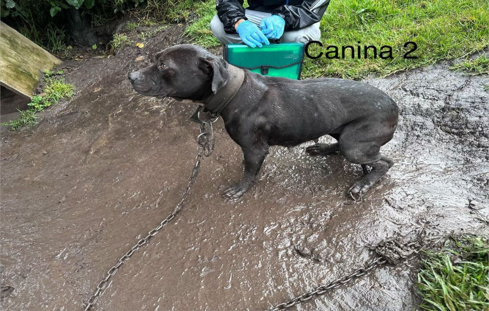 Fotos de perritos en el lugar donde fueron encontrados, entre el barro y en mal estado
