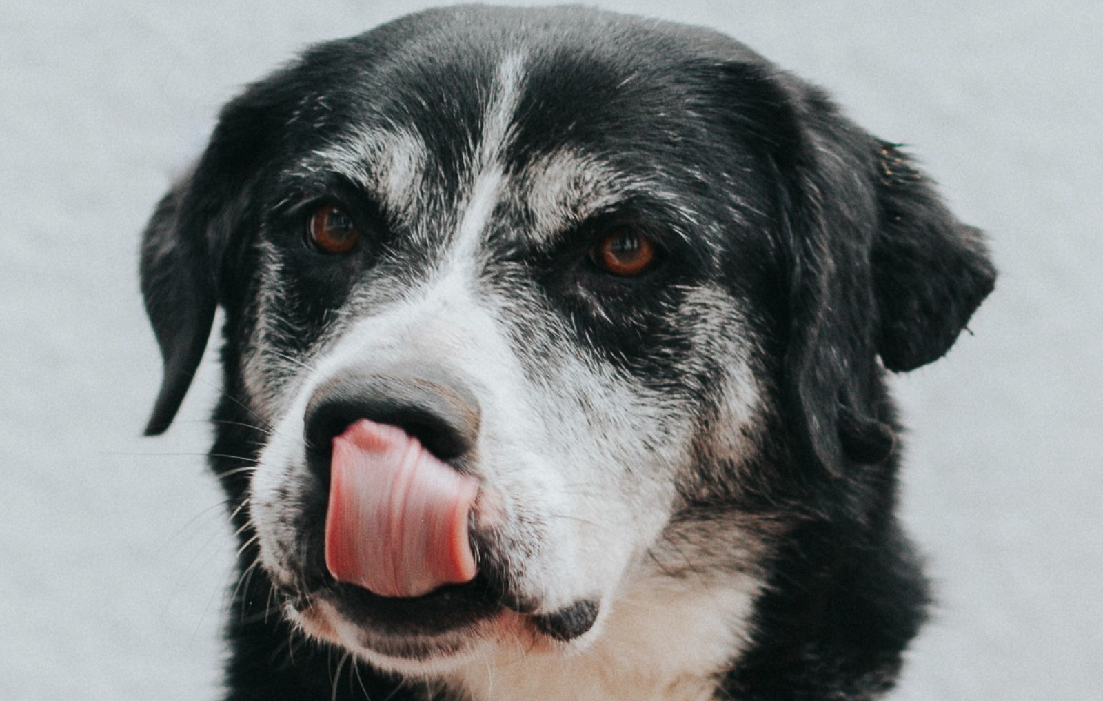 Foto de uno de los animales para adopción, primer plano de ringo Angel, perrito negro con blanco
