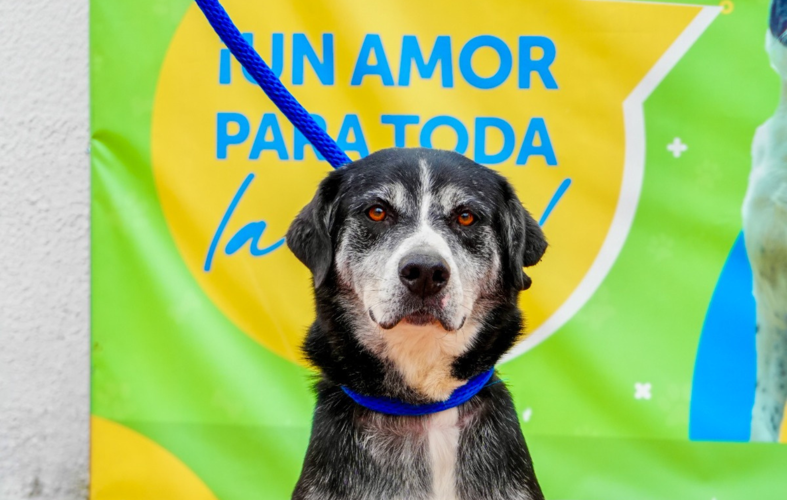 Foto de uno de los animales para adopción, primer plano de ringo Angel, perrito negro con blanco