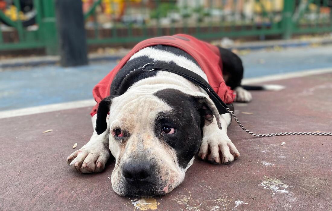 Perro en un entorno exterior, captado en primer plano, como parte de una campaña de protección y bienestar animal.