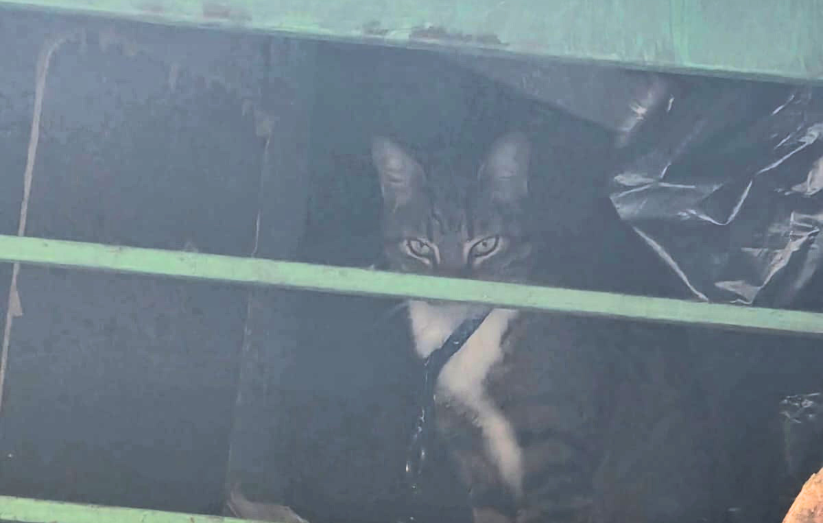 Perros y gatos rescatados 