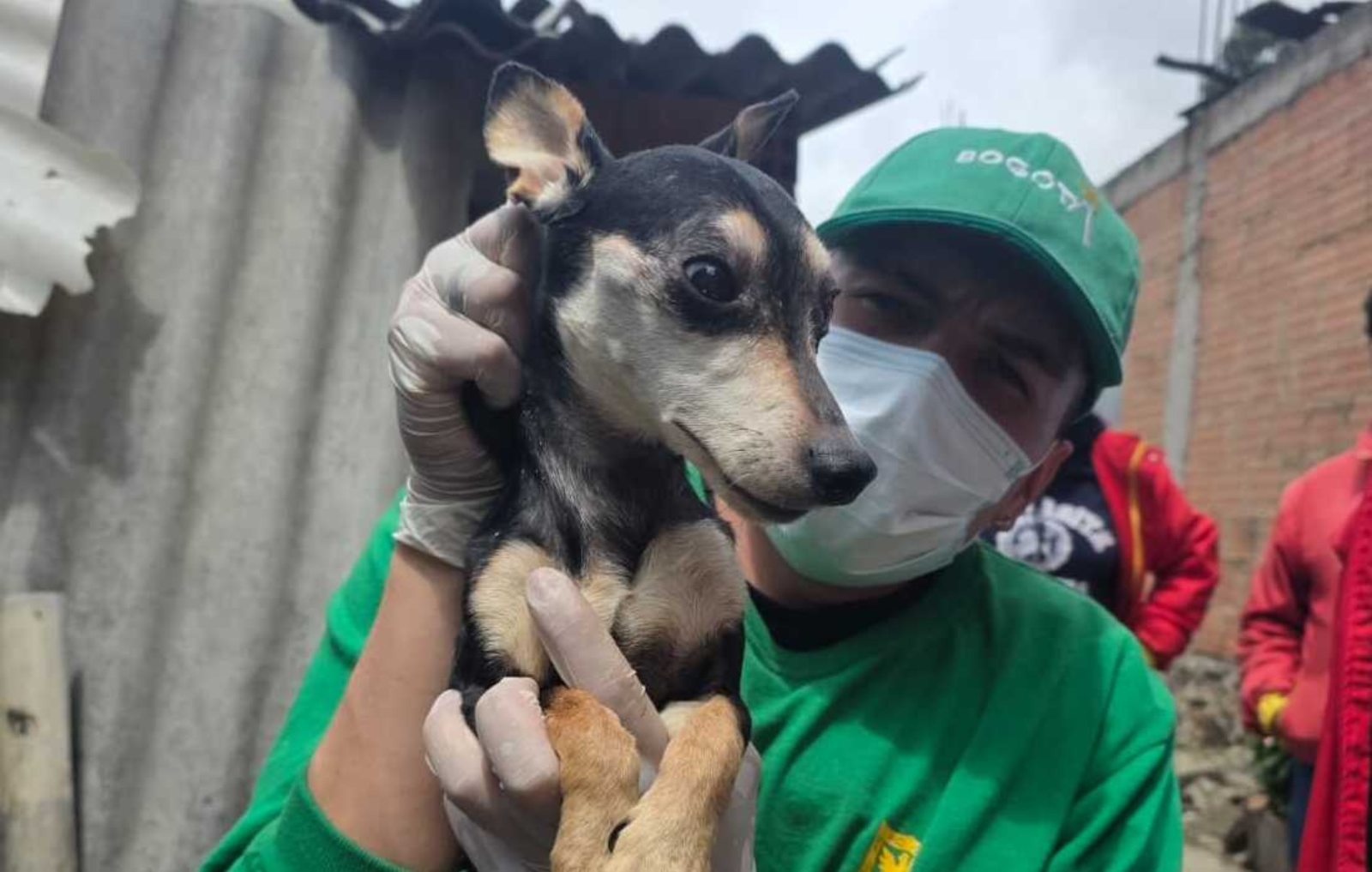 Perros y gatos rescatados 