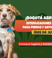 Bogotá abre más de 10.500 nuevos cupos gratuitos de esterilización para perros y gatos en julio