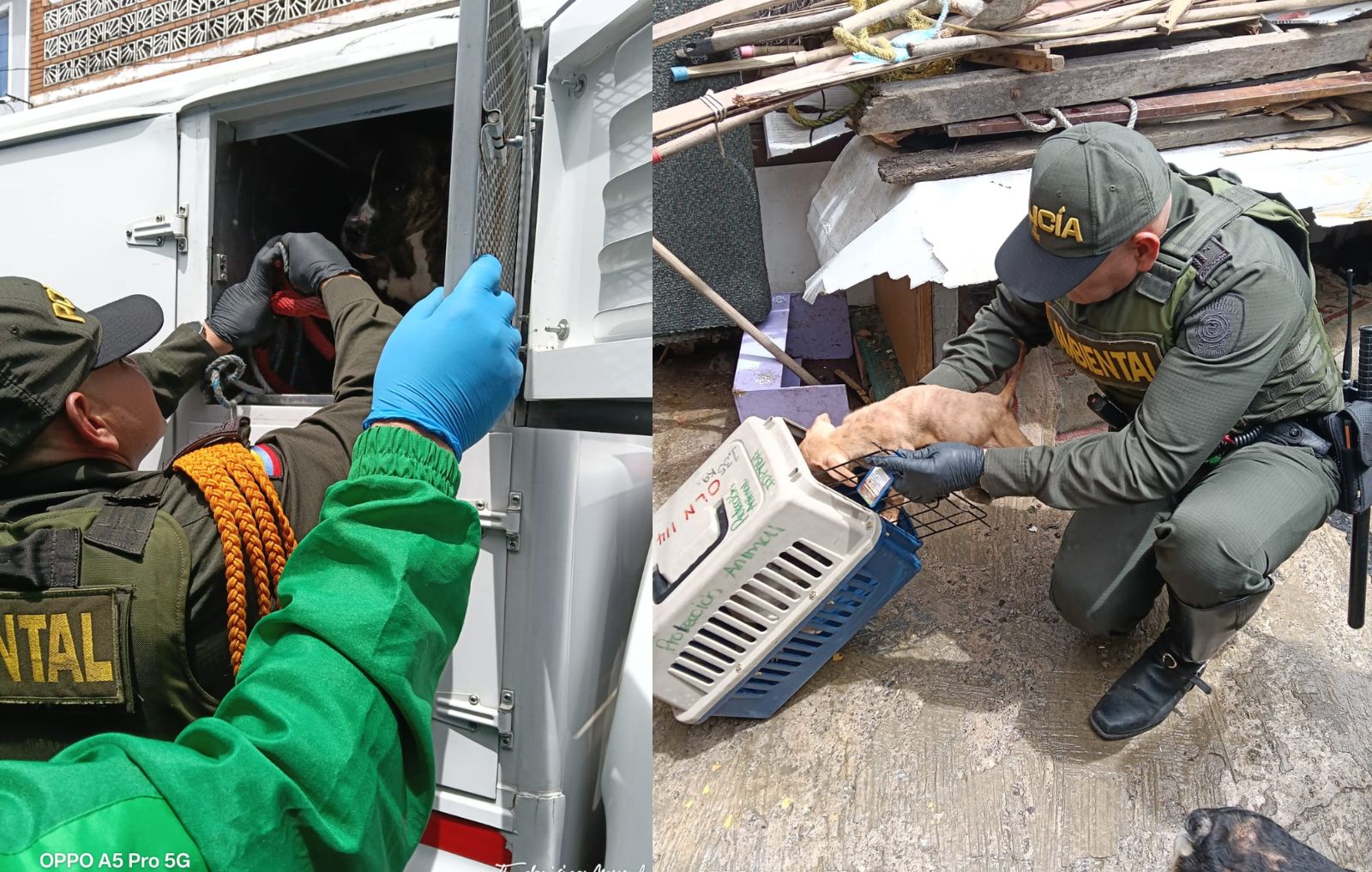 Perros rescatados por las autoridades durante un operativo de protección animal en la localidad de Rafael Uribe Uribe, Bogotá.