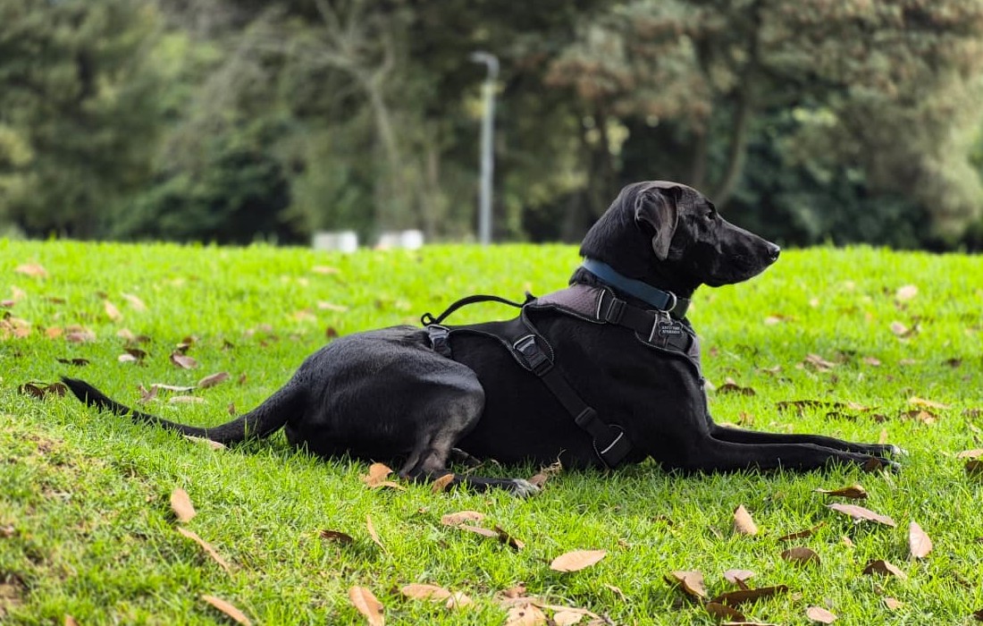 Imagen 1: Personas y perros participan en una jornada del Instituto Distrital de Protección y Bienestar Animal, en un espacio al aire libre con material informativo sobre bienestar animal.  Imagen 2: Gato de pelaje carey sentado en unas escaleras de piedra junto a una zona verde.  Imagen 3: Perro negro acostado sobre el césped de un parque, con arnés y collar.  Imagen 4: Personas y perros participan en una actividad de bienestar animal en un espacio institucional, con material informativo y carpas.
