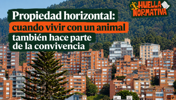 Propiedad horizontal: cuando vivir con un animal también hace parte de la convivencia