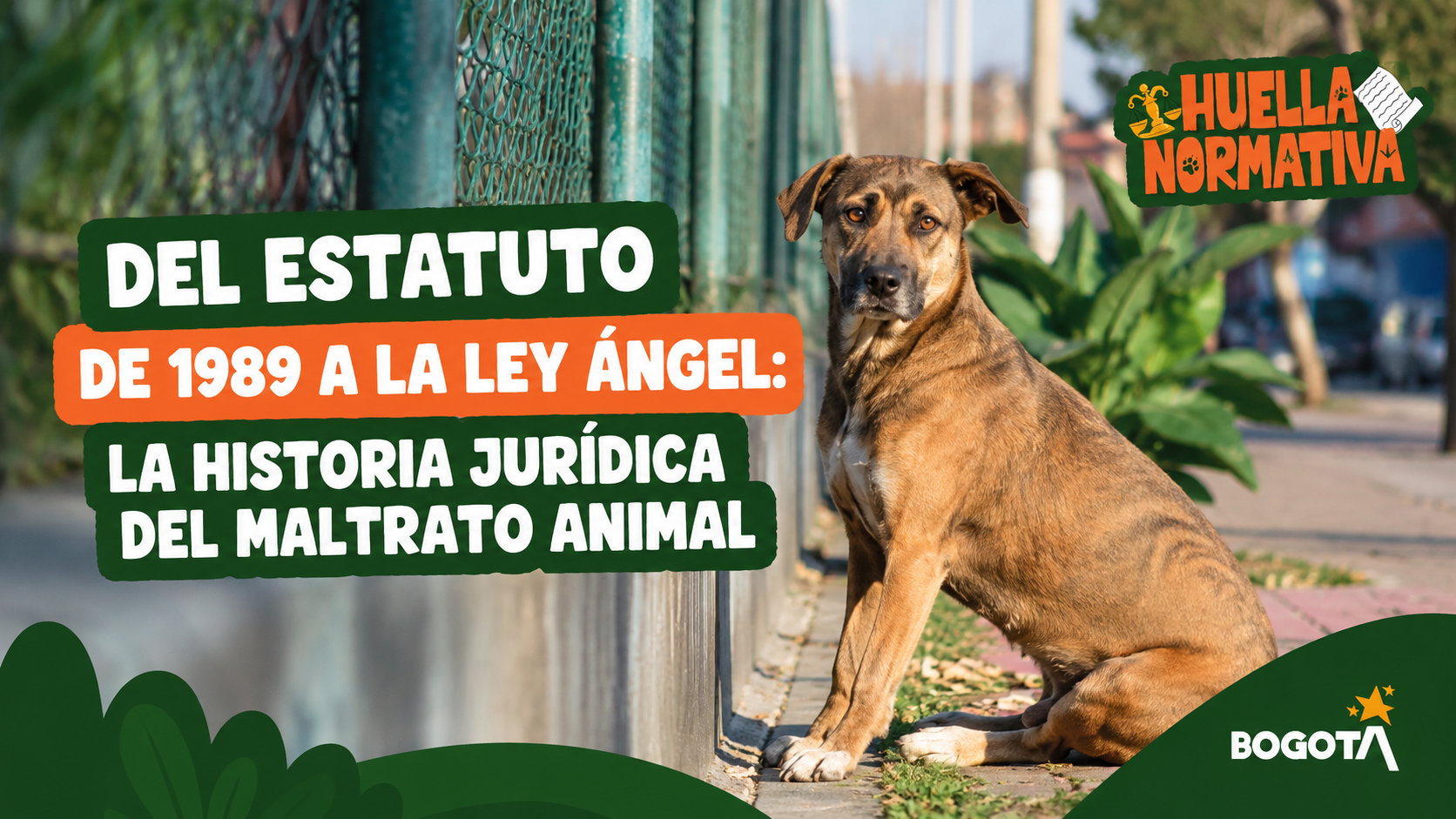 Del Estatuto de 1989 a la Ley Ángel: seguir la historia jurídica del maltrato animal