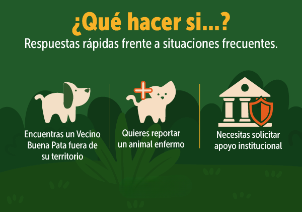 Que hacer vecino buena pata