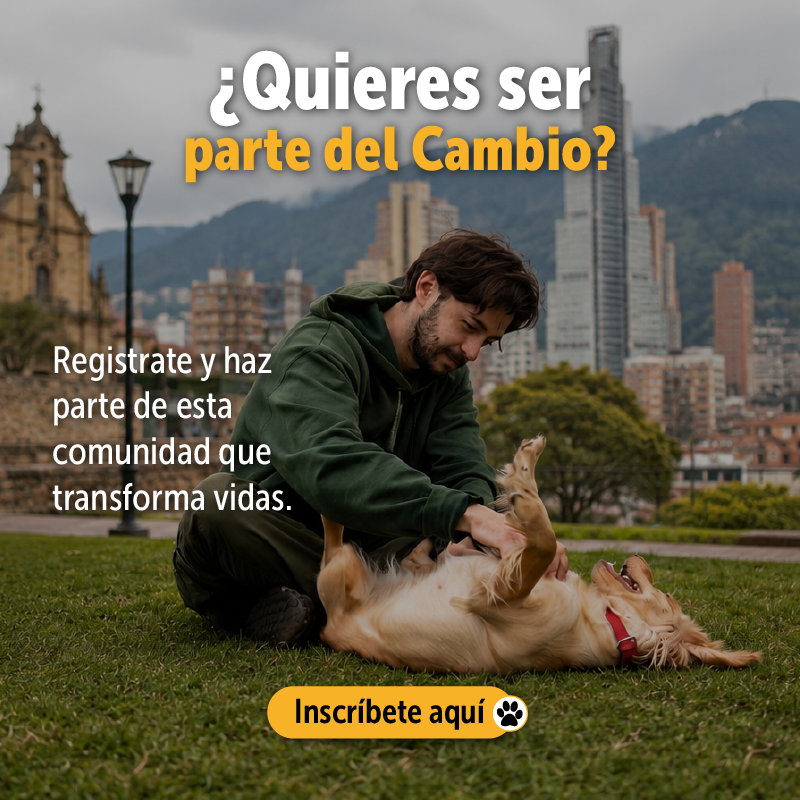 Proceso de adopción responsable