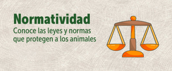 Proceso de adopción responsable
