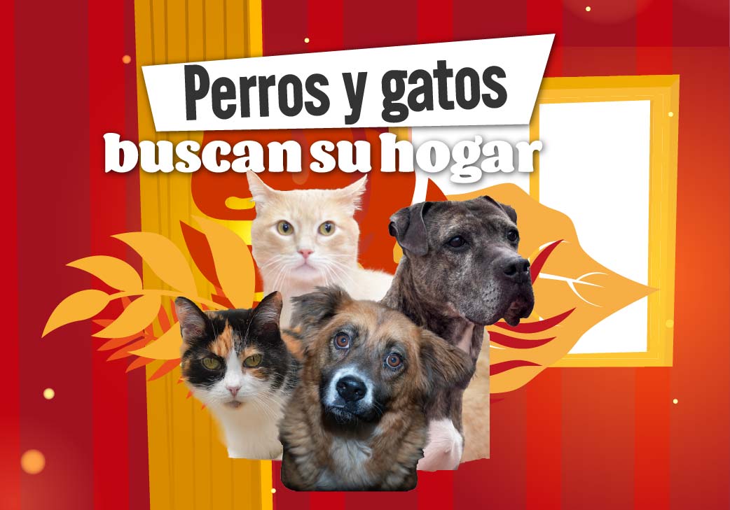 Banner de animales perdidos que buscan su hogar