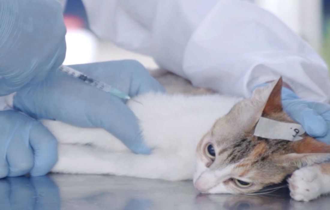 Vacunando a un gato