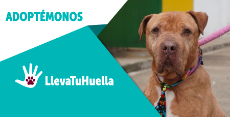 Banner adoptemos lleva tu huella