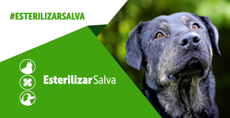 Banner esterilizar salva