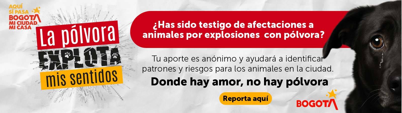 Banner reporte pólvora