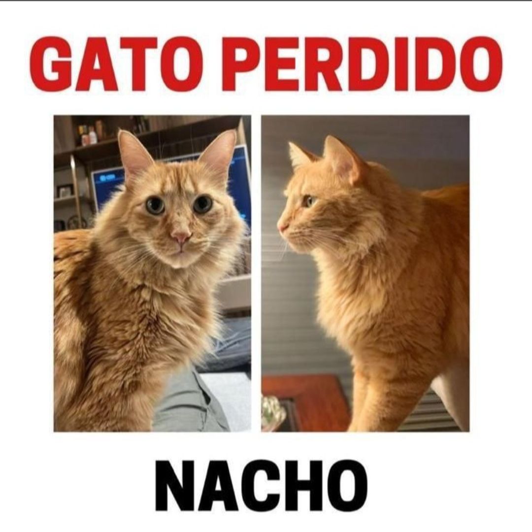 Nacho