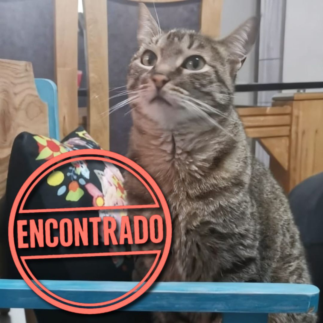 Gato Gato