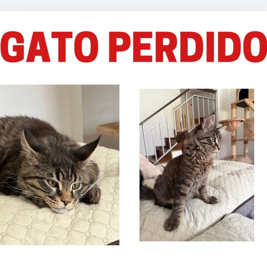 Gato Shadow