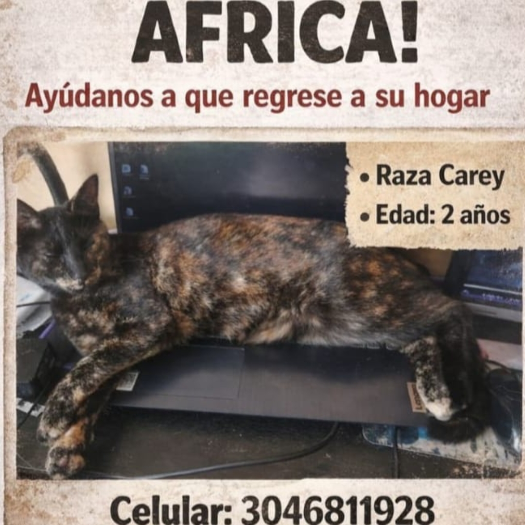 Gato África