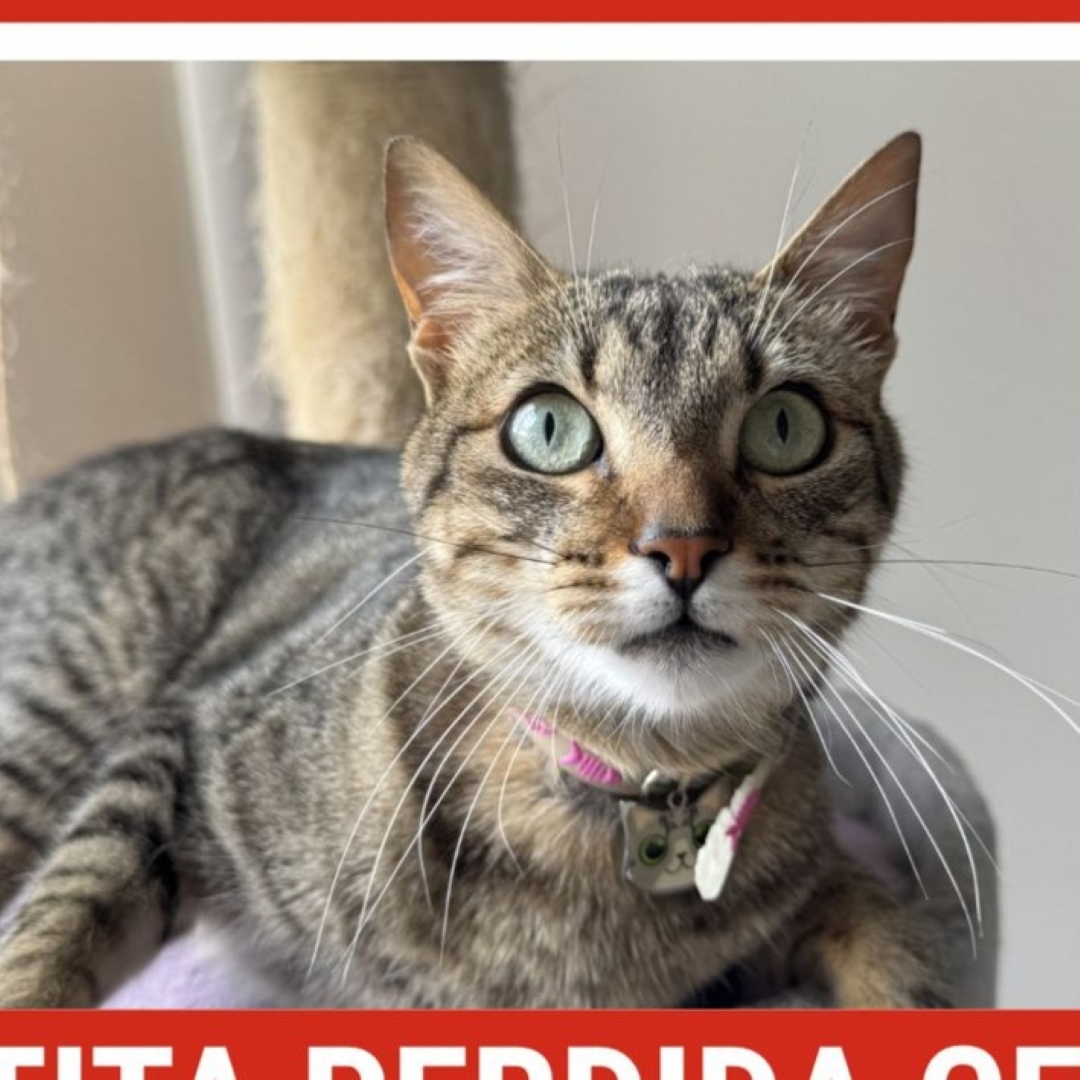 Gato Hera