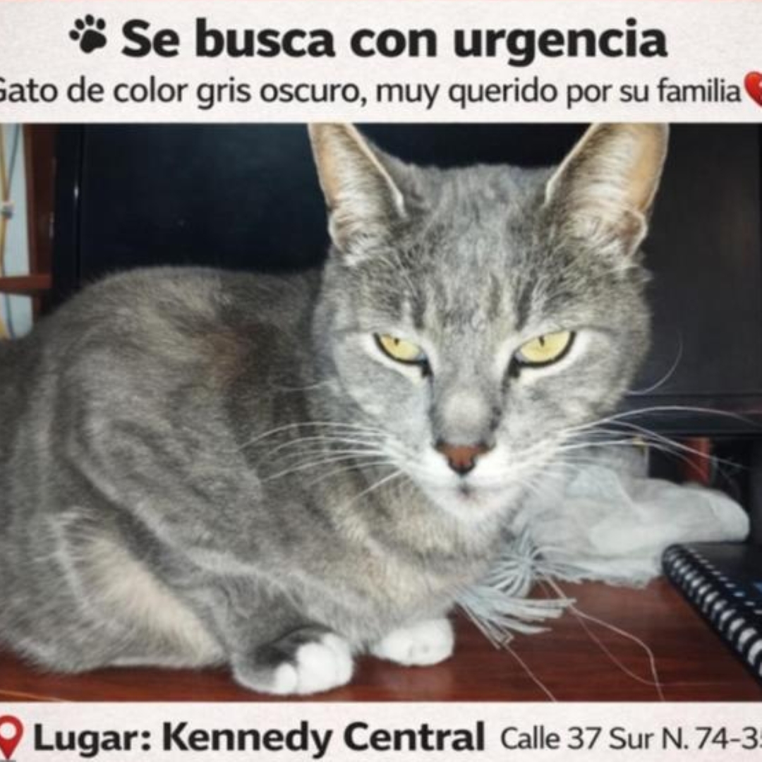 Gato Gris