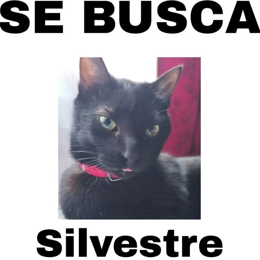 Gato Silvestre