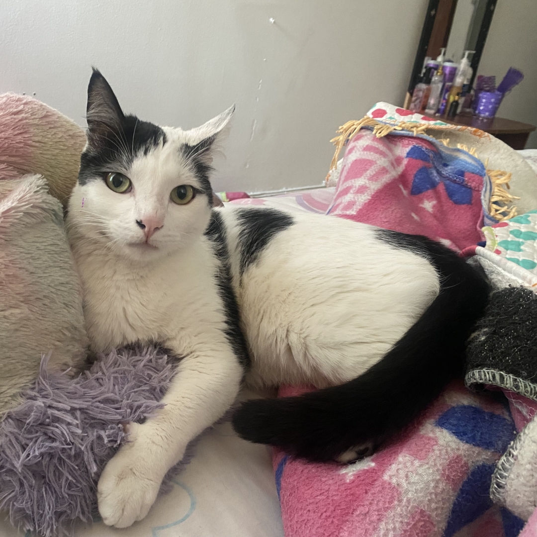 Gato Juancho