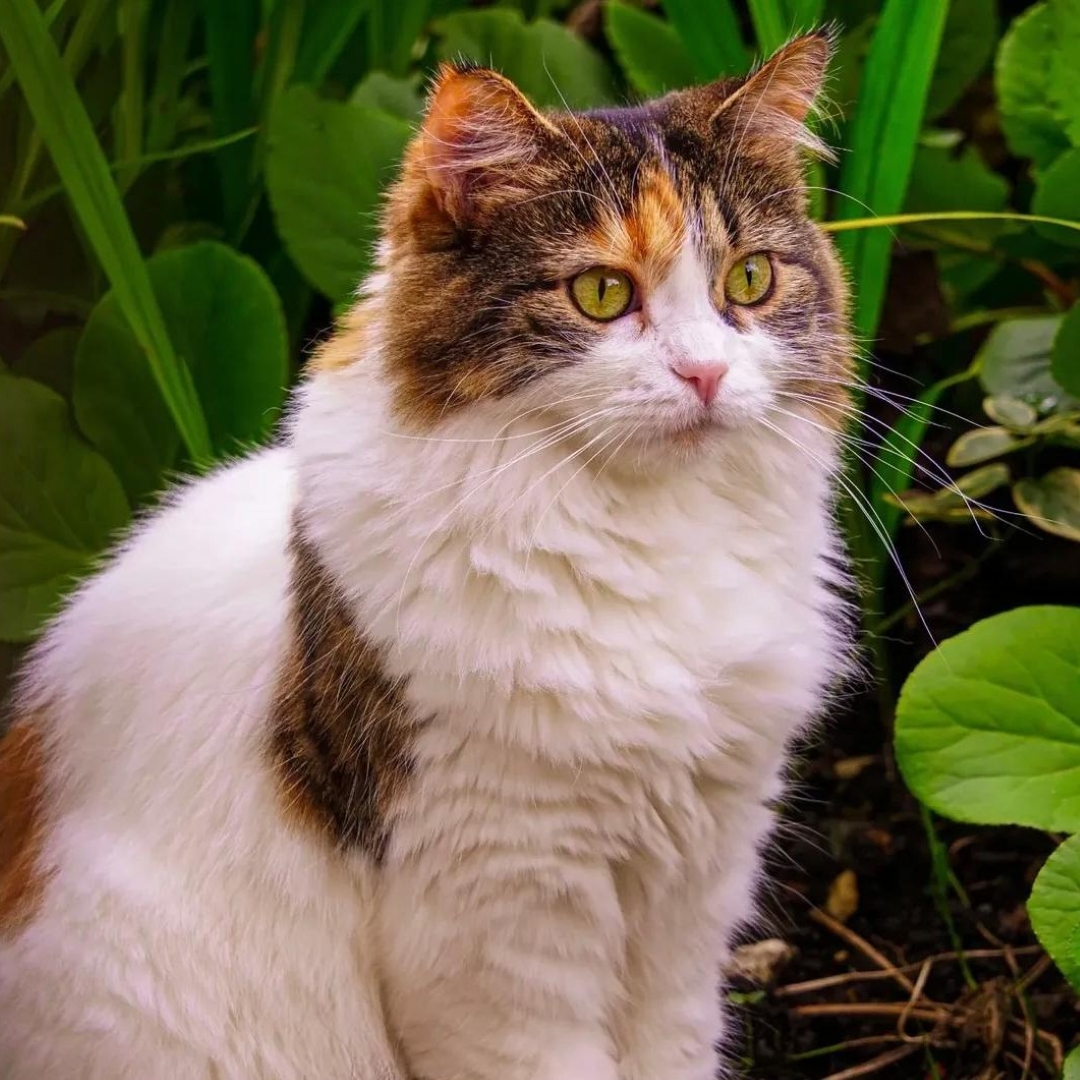 Gata Ramona