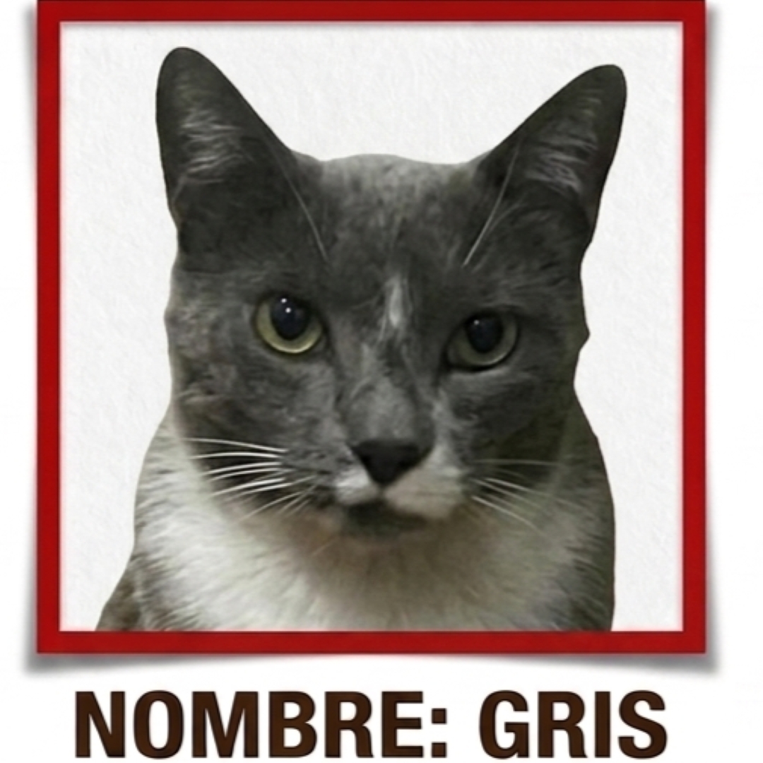 Gato Gris