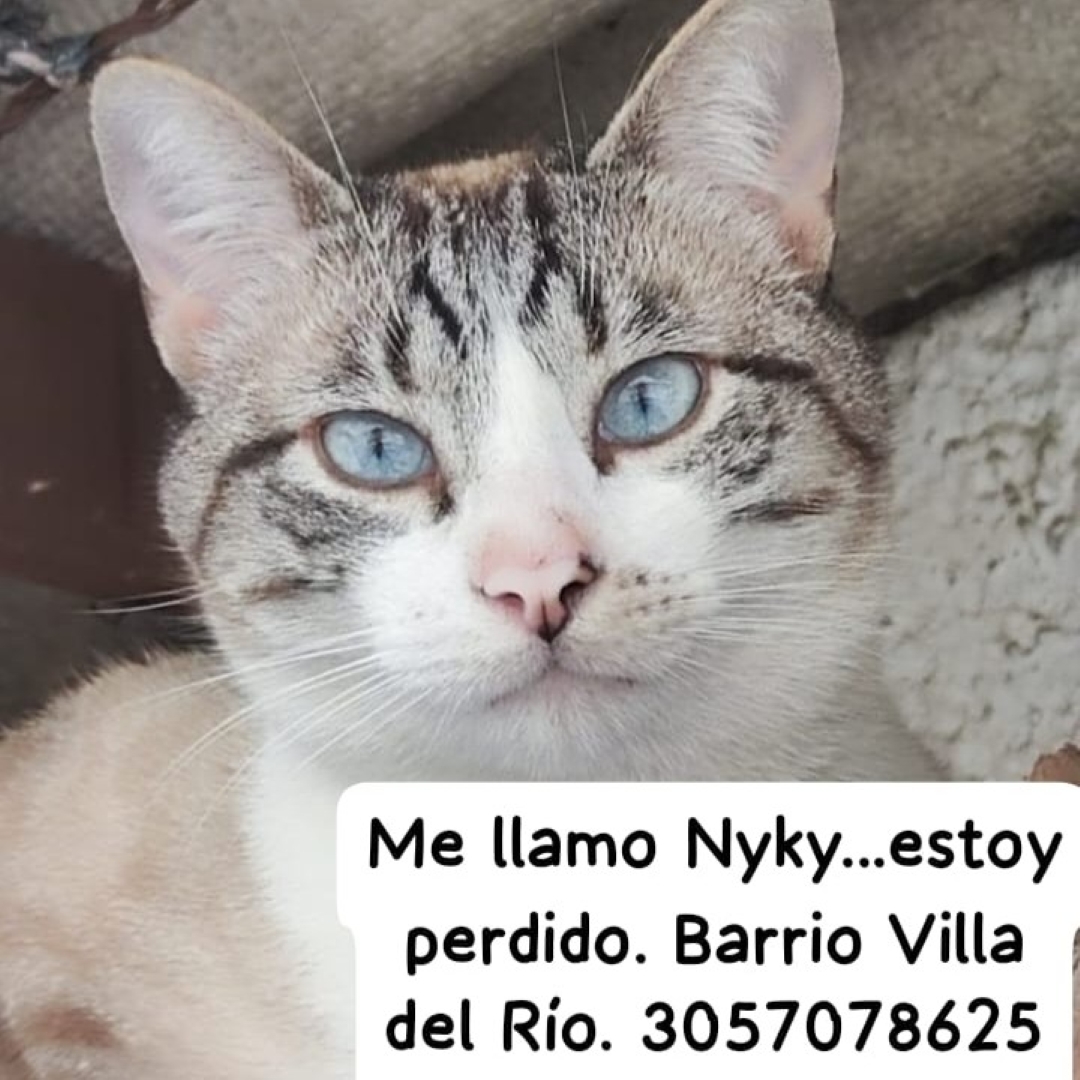 Gato Nyky