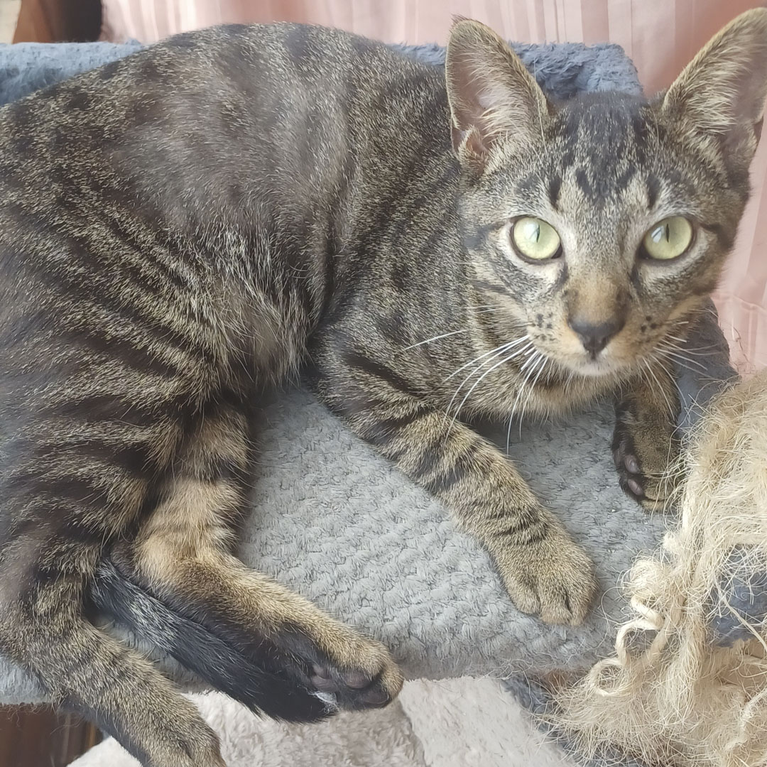 Gato Milo