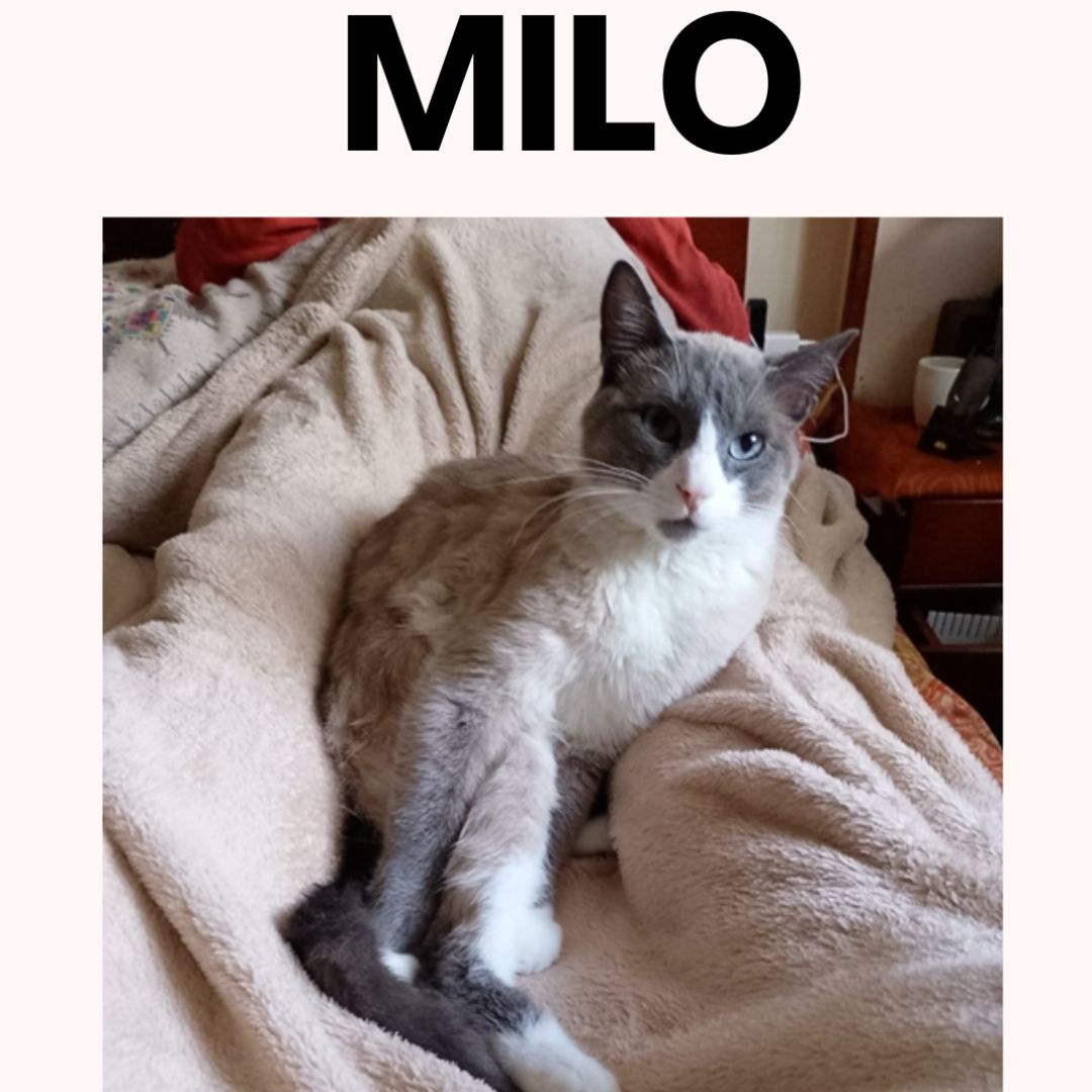 Gato Milo