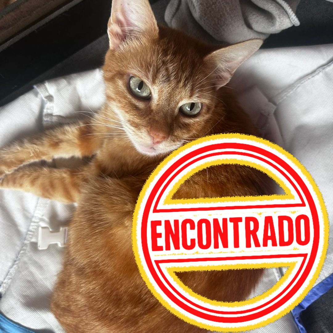 Gato Banana