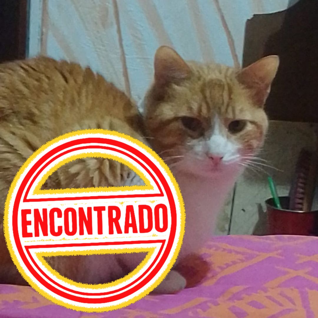 Gato Gato