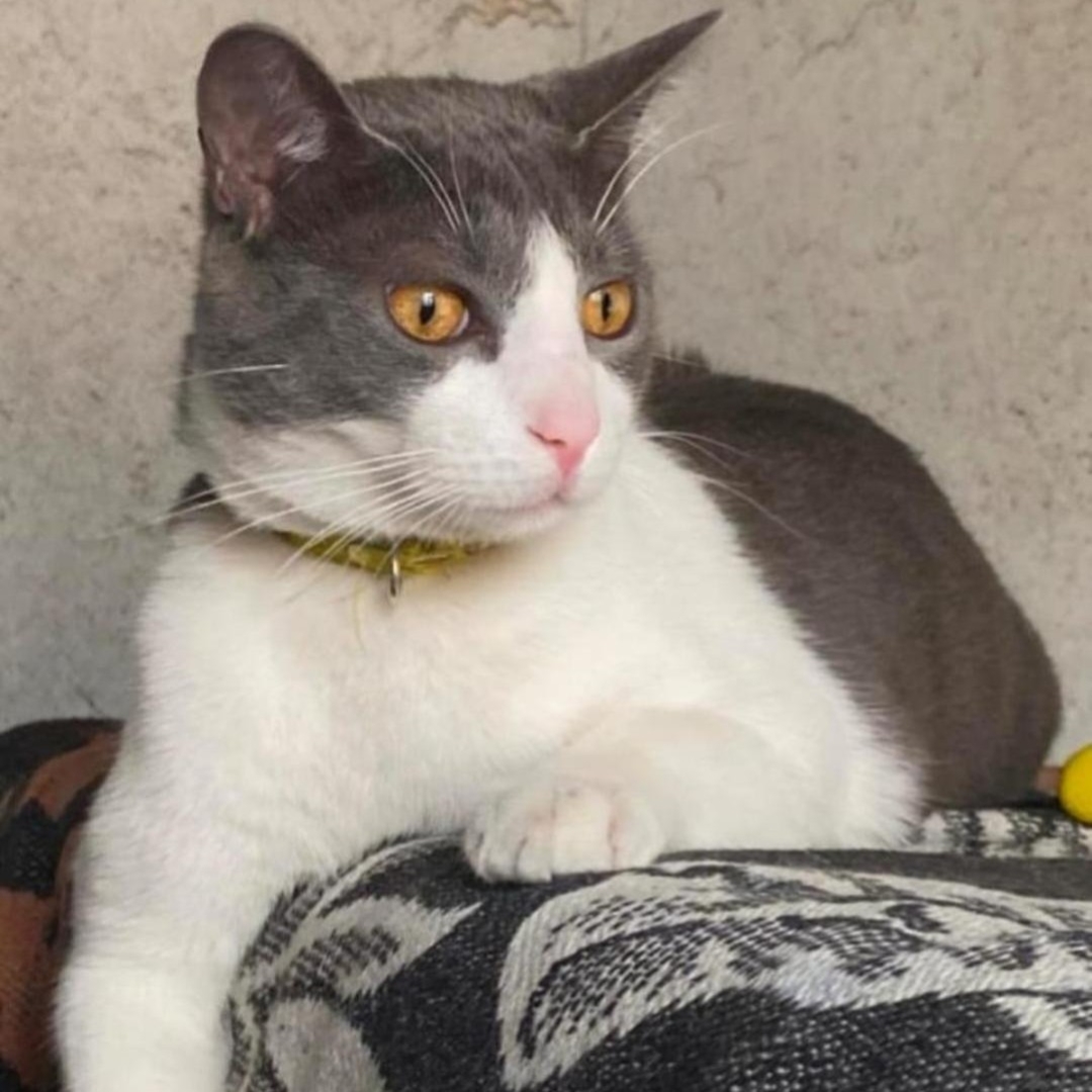 Gato Rayo