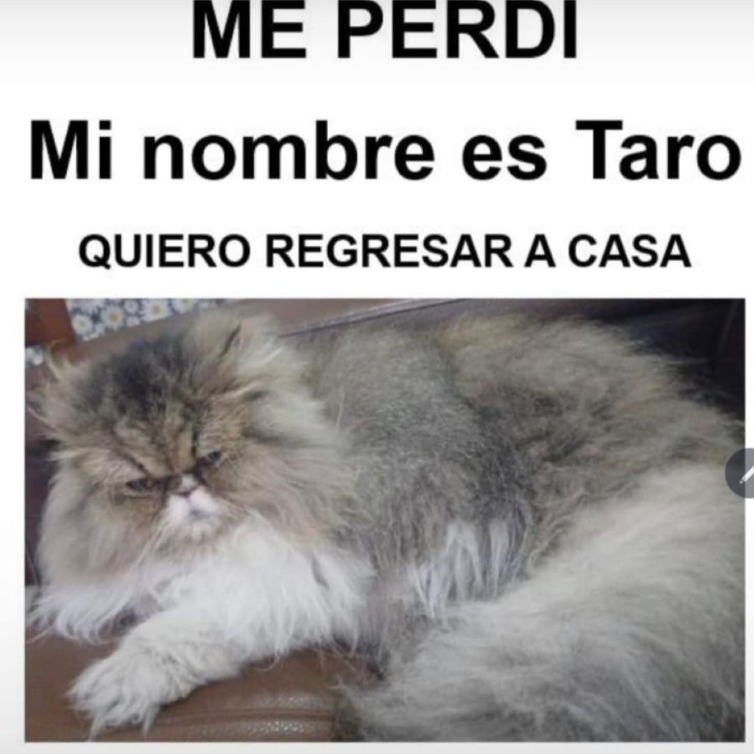 Gato taro