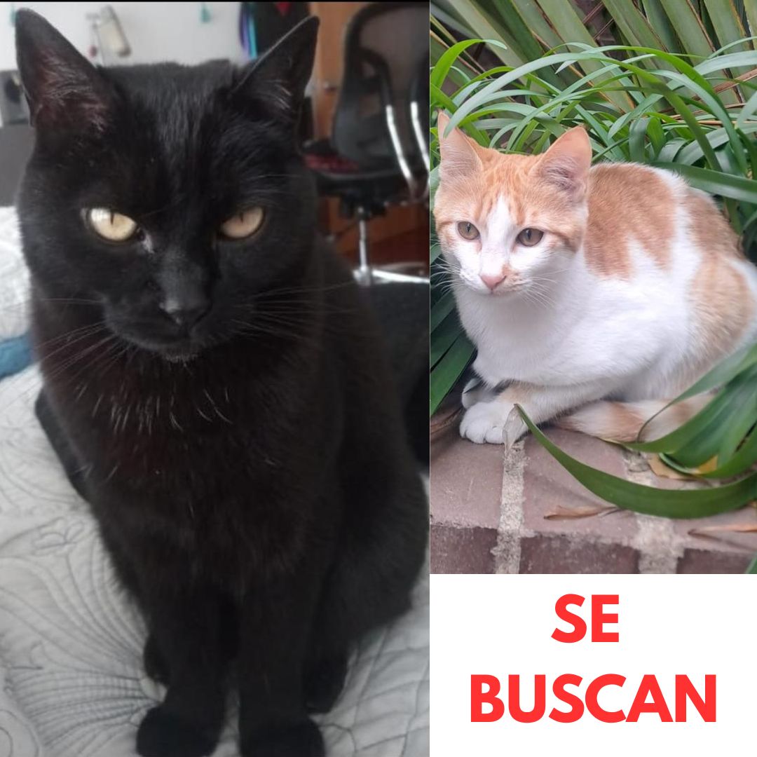 Gatos Negra y Canela
