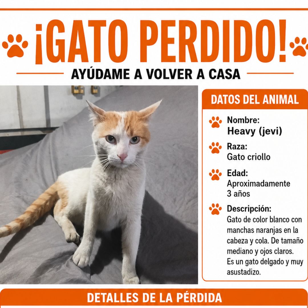 Gato Heavy