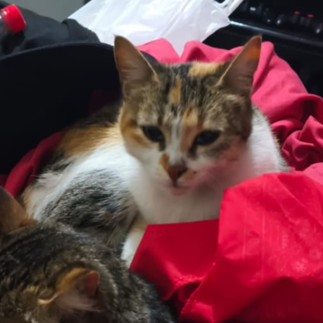 Gato Michi