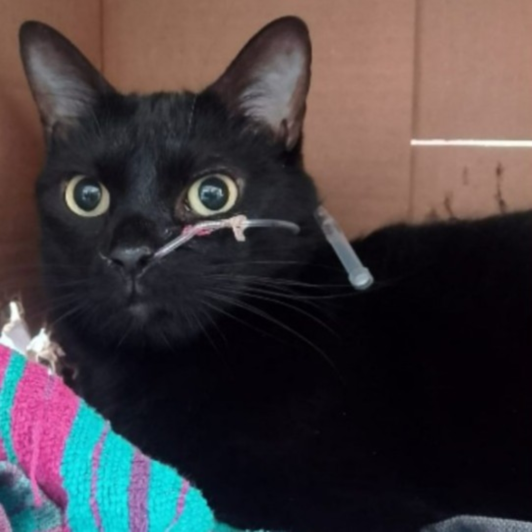 Gato Cristina
