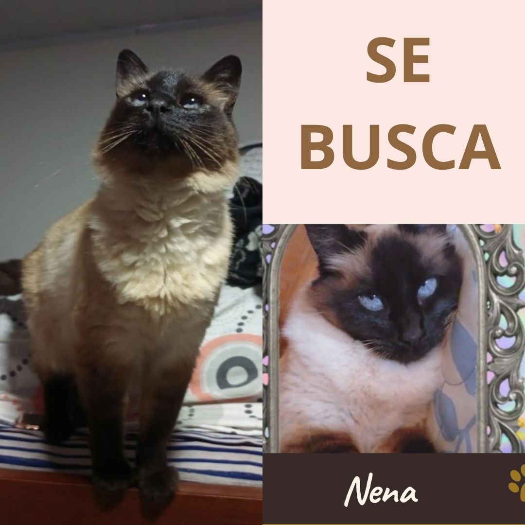 Gato Nena