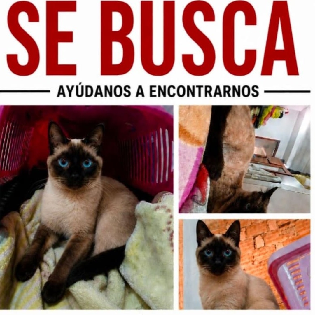 Gato Siamés