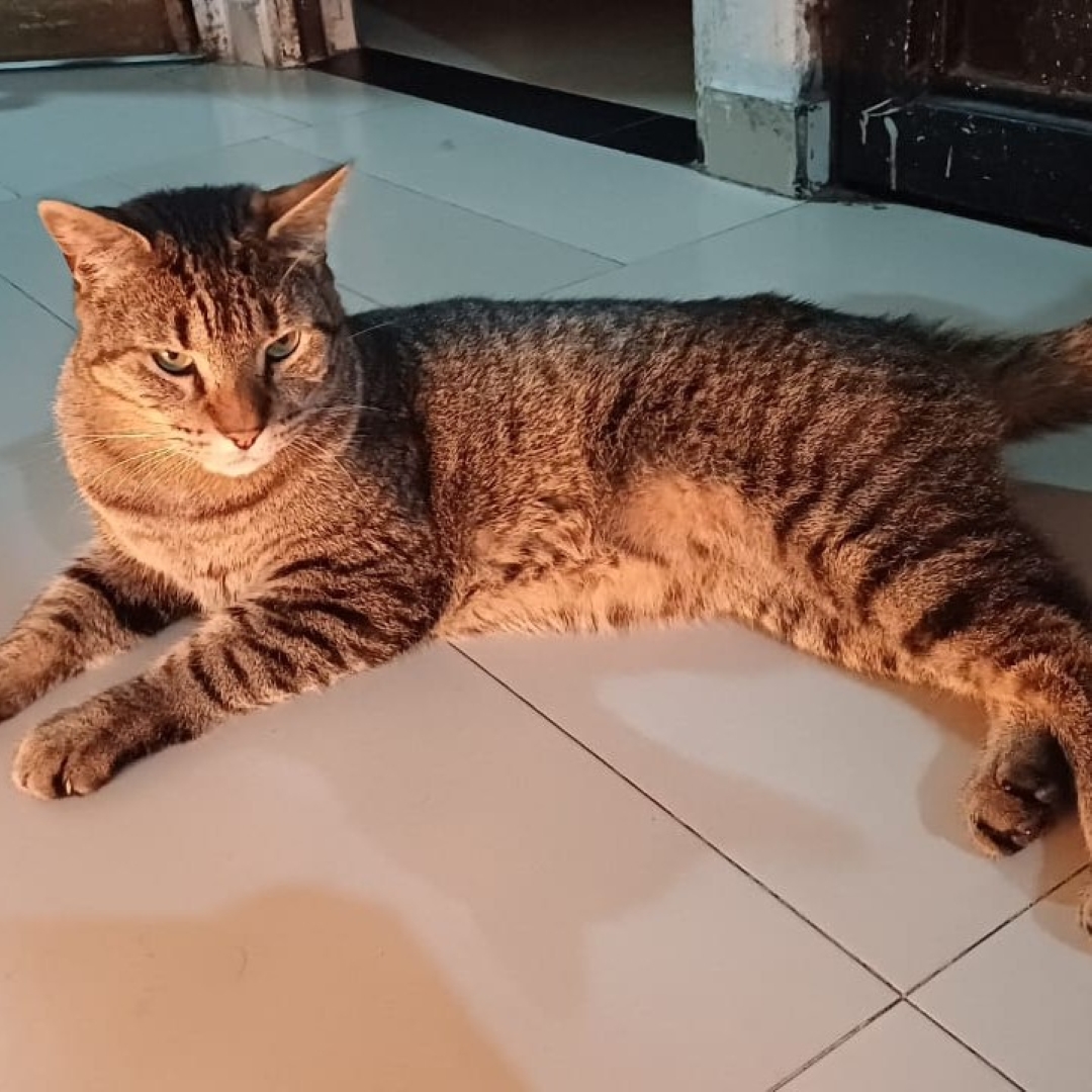 Gato Tomy