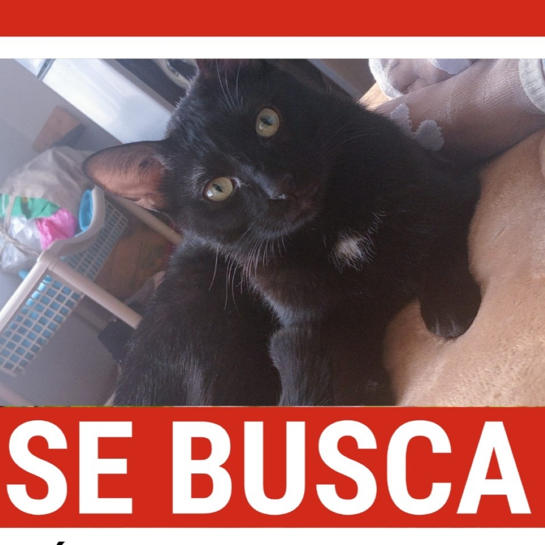 Gato Romeo